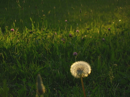 Early summer's delight (Pentax H90)